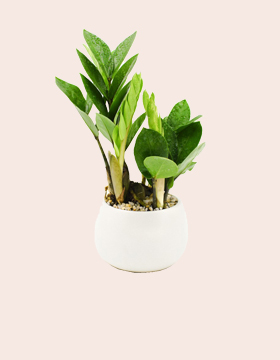 Chậu cảnh để bàn